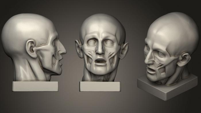 Anatomy of skeletons and skulls (ANTM_0666) 3D model for CNC machine